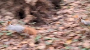 Белки - борьба за территорию_#5, Битца, 11 ноября 2025