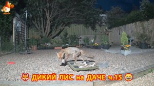Дикий Лис как дачный питомец кушает по ночам ч.15  🦊❣️😂