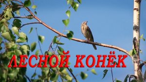 Лесной конёк как выглядит, как поёт. ГОЛОСА ПТИЦ