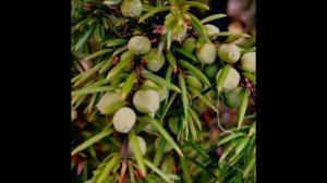 Красивые ягоды можжевельника( 2025 г)