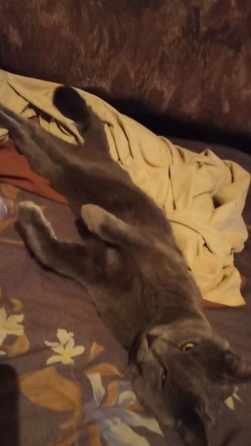 Кот Атос отдыхает и внимательно наблюдает! #shorts #котатос #животные #милота #кошачийотдых