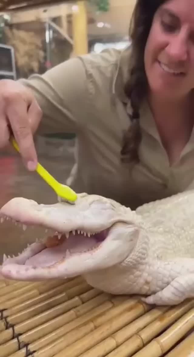 Crocco Happy in Clean.mp4