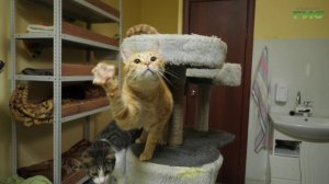 Дом, семья, любовь: как взять питомца из приюта в Самаре