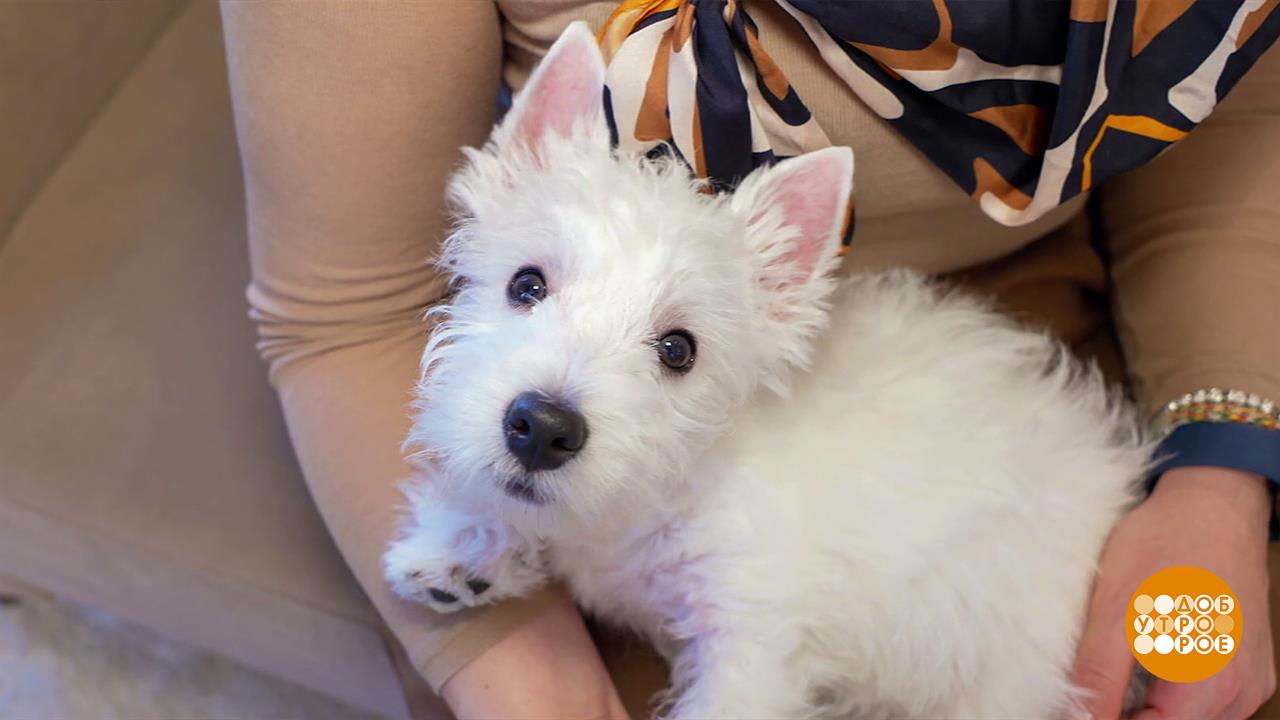 Щенок, чувствуй себя как дома. Ты дома! Доброе утро. Фрагмент выпуска от 14.11.2025