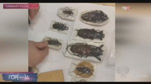 Телеканал «ТВЦ», программа «Город новостей», 13.11.2025