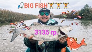 🎉BIG FISH🏋️🎣🏋️🎉АСТРАХАНЬ 2025!  #рыбалка #fish #fishing #природа #отдых #рыба #big fish #шок