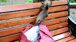 Живой мир Покровского-Стрешнево