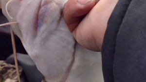 Когда клюëт всë подряд/рыбалка на сома