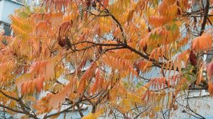 14=11=2025  ник  ПВН   наб   (3)