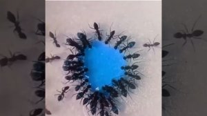 В большей семье... ну вы понимаете.