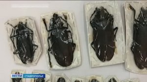 Гигантских жуков пытались провезти из Перу на Ставрополье