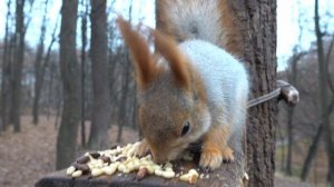 Немного о Толстой