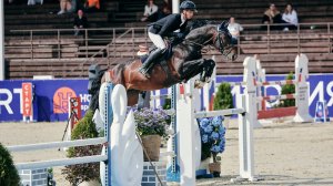 Chacco Star Russe Z жеребец от Chacco Blue 2019 ,  125см