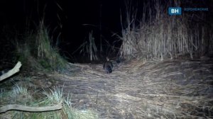Неожиданный гость попался на камеры Хоперского заповедника