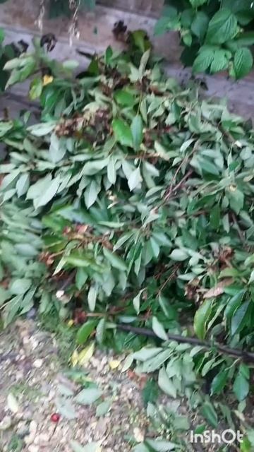 Дом и двор.Сборник интересных моментов на эту тему.Фильм5.Серия2.Часть3 .mp4