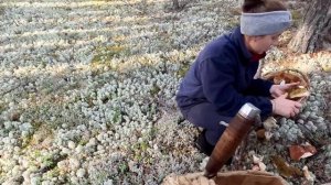 ВЗЯЛ ЕЁ В ЛЕС И НАЧАЛОСЬ. КРАСАВИЦА СОБИРАЕТ БЕЛЫЕ ГРИБЫ. ПОКАЗАЛ ЛЮБИМОЙ ГРИБНОЕ МЕСТО.