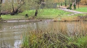 Утки на завтрак