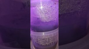 домашние фласки с орхидеями (выращивание орхидей из семян)