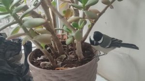 Домашние синицы в студии