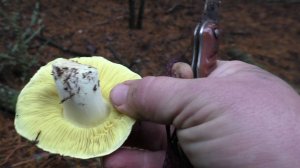 В ЛЕС ЗА ГРИБАМИ. СБОР ЗЕЛЕНУШЕК И СЕРУШЕК.