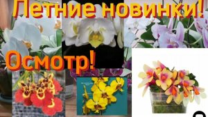 Орхидеи полученные летом.Что с ними.Стюартианы.