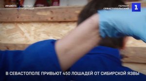 В Севастополе привьют 450 лошадей от сибирской язвы