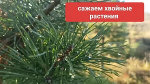 Приживется 100% основные правила посадки хвойных деревьев