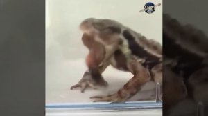 Удивительные жуки-бомбардиры (Наш ТГ канал @infackts)