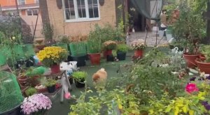 У нас дожди, а мы строим планы как Кошку от горшков отгонять.