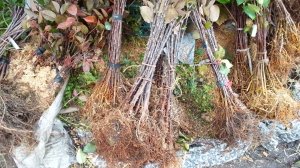 Как хранить подвои и когда резать черенки.