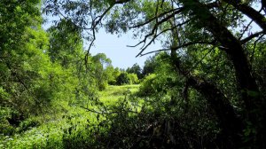 Июльский вечер