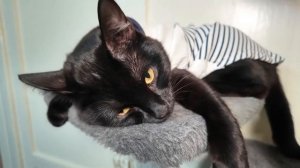 Апельсин. День чёрных котов. 17-11-2025