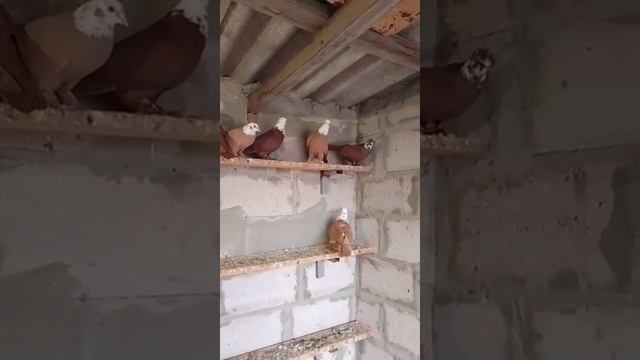 12.11.2025г Благодарненские Голуби на продажу!!!+79298223260 Константин смотреть онлайн