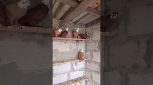 12.11.2025г Благодарненские Голуби на продажу!!!+79298223260  Константин