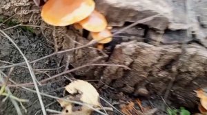 Грибы в саду