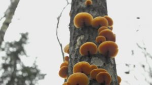 Грибной сезон 2025 закрыт