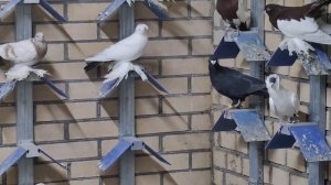 За голубями к Харлашину Виктору Ивановичу.