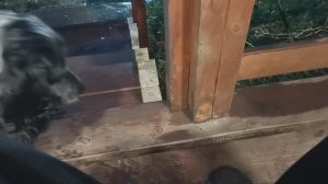 СОЧИ ГОРНОЕ ЛОО УТРО 14.11.2025