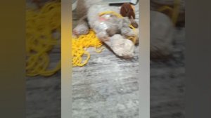 УЛЫБАЮЩИЙСЯ КОМНАТА. ОГНЕННЫЙ ФИНАЛ. УНИЧТОЖИЛИ УЛЫБАЮЩИЙСЯ КОМНАТУ