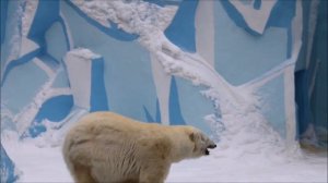 Герда кушает рыбку и наблюдает за трактором. Что-то он её волнует 13.11.2025