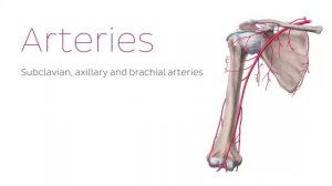Нейроваскуляризация_верхней_руки