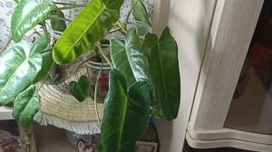 Излишки Почтой