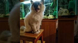 Вредные кото-советы