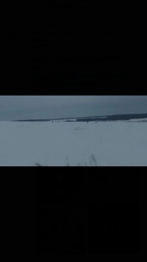 ДИКИЕ ПРЯМО У ДОРОГИ