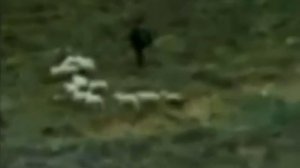 "синий цвет" советское стихотворение