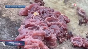 Зловещее создание: в Лосином острове выросли страшные розовые грибы