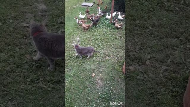 Животные.Сборник интересных моментов из жизни животных.Фильм6.Серия2 .mp4