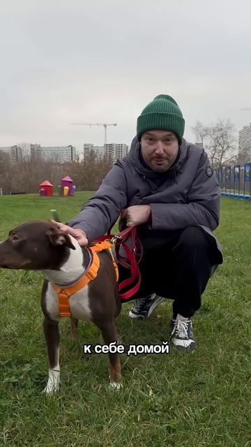 Возьми питомца из приюта 16 ноября fund4dogs.ru #топ #собака #милота #puppy #животные #котик смотреть онлайн