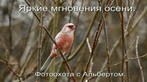 Фотоохота с Альбертом. Яркие мгновения осени.