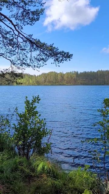 Карелия 2025. Озеро Сариярви (Светлое). Июль 2025г (Часть 2) смотреть онлайн